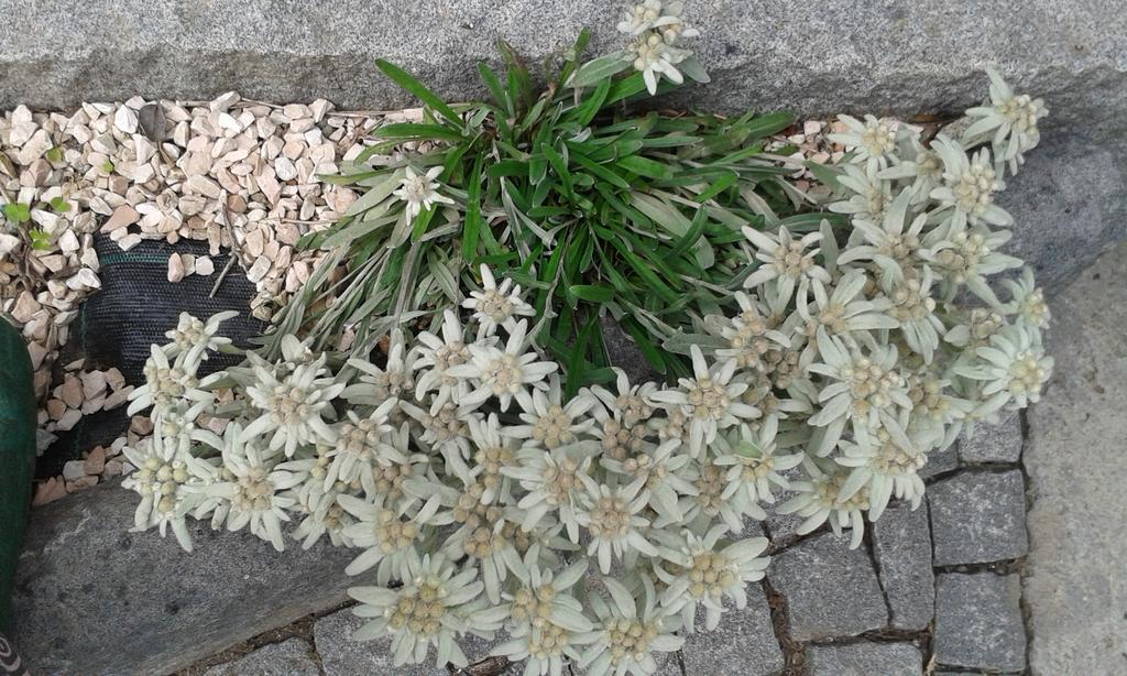 La Stella Delle Alpi Hotel Vico Canavese Eksteriør billede